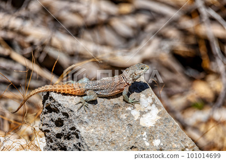 Merrem's Madagascar swift, Oplurus cyclurus, Tsimanampetsotsa National Park. Madagascar wildlife 101014699