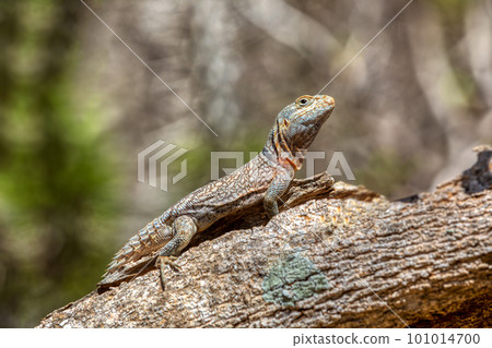 Merrem's Madagascar swift, Oplurus cyclurus, Arboretum d'Antsokay. Madagascar wildlife Merrem's Madagascar swift, Oplurus cyclurus, Arboretum d'Antsokay. Madagascar wildlife 101014700