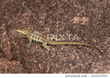 Dumeril's Madagascar Swift, Oplurus quadrimaculatus, Andringitra National Park. Madagascar wildlife Dumeril's Madagascar Swift, Oplurus quadrimaculatus, Andringitra National Park. Madagascar wildlife 101014707