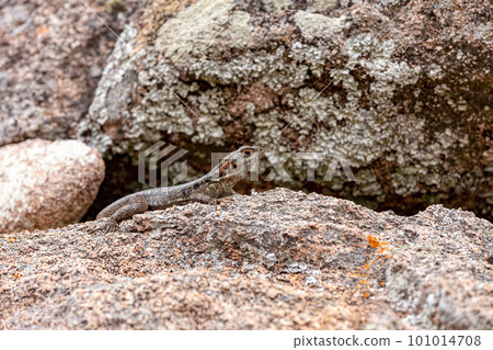 Dumeril's Madagascar Swift, Oplurus quadrimaculatus, Andringitra National Park. Madagascar wildlife Dumeril's Madagascar Swift, Oplurus quadrimaculatus, Andringitra National Park. Madagascar wildlife 101014708