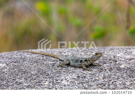 Dumeril's Madagascar Swift, Oplurus quadrimaculatus, Andringitra National Park. Madagascar wildlife Dumeril's Madagascar Swift, Oplurus quadrimaculatus, Andringitra National Park. Madagascar wildlife 101014710