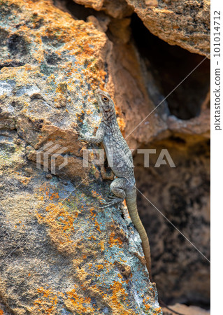 Dumeril's Madagascar Swift, Oplurus quadrimaculatus, Isalo National Park. Madagascar wildlife Dumeril's Madagascar Swift, Oplurus quadrimaculatus, Isalo National Park. Madagascar wildlife 101014712