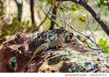 Dumeril's Madagascar Swift, Oplurus quadrimaculatus, Isalo National Park. Madagascar wildlife Dumeril's Madagascar Swift, Oplurus quadrimaculatus, Isalo National Park. Madagascar wildlife 101014713