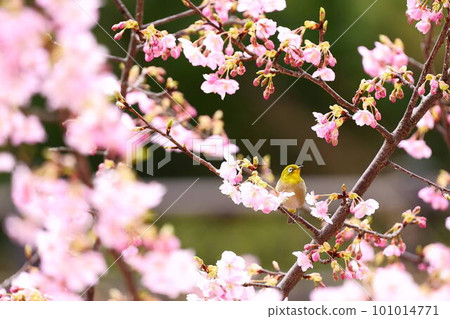 Japanese white-eye perching on the cherry blossoms in full bloom 101014771