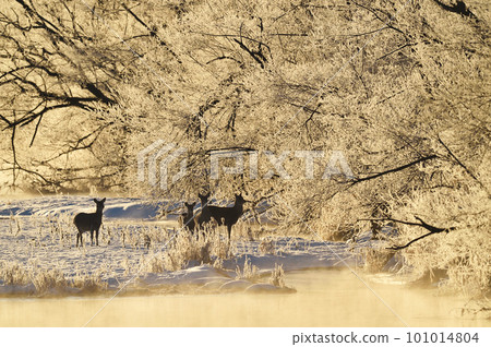 A flock of rime and sika deer dyed in the morning sun (Tsurui, Hokkaido) 101014804