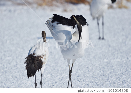 哭後決定姿勢的丹頂鶴(北海道) 哭後決定姿勢的丹頂鶴(北海道) 101014808