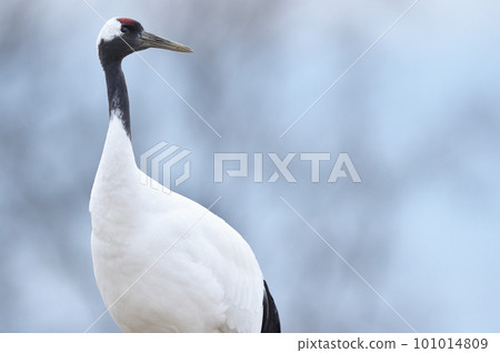 站在藍天上的丹頂鶴(北海道鶴居市) 站在藍天上的丹頂鶴(北海道鶴居市) 101014809