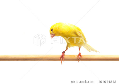 canary canary white background canary canary white background 101014818