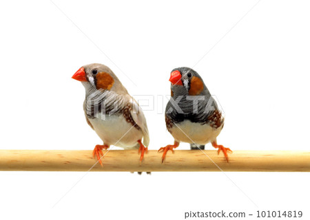 Snuggling small bird Zebra finch white background Snuggling small bird Zebra finch white background 101014819