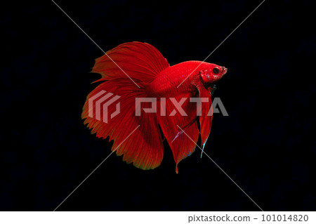 Showbeta red black background 101014820