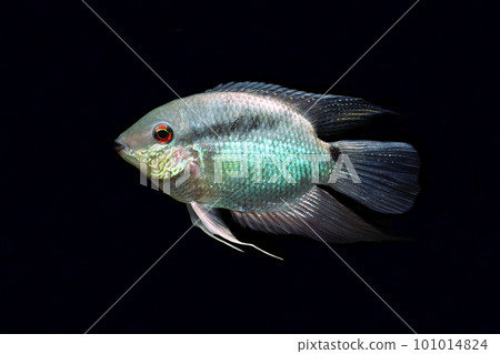 Festival cichlid cichlid friend black background 101014824