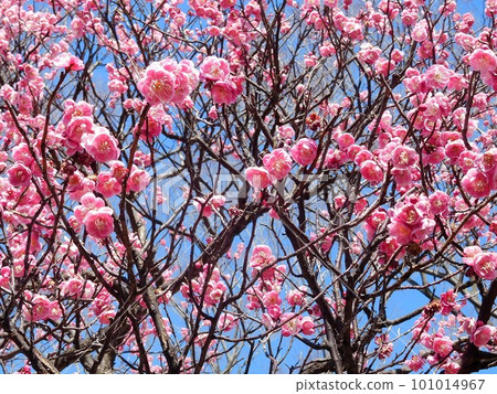 Blue sky and beautiful plum blossoms Tobai Blue sky and beautiful plum blossoms Tobai 101014967