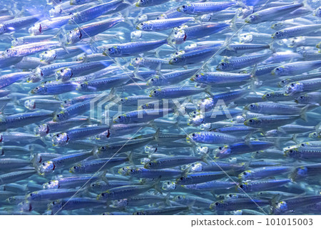 Flock of sardines 101015003