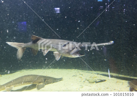 paddlefish 101015010
