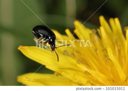 Creatures Insects Rurimaru flea beetles, leaf beetles about 4 mm. It is attached with "Ruri", but the whole body looks black 101015011
