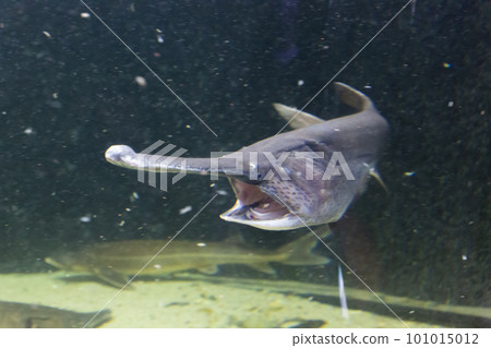 paddlefish 101015012