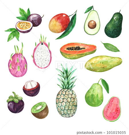 Big collection of watercolor tropical fruits. Hand drawn illustration for prints and design 101015035
