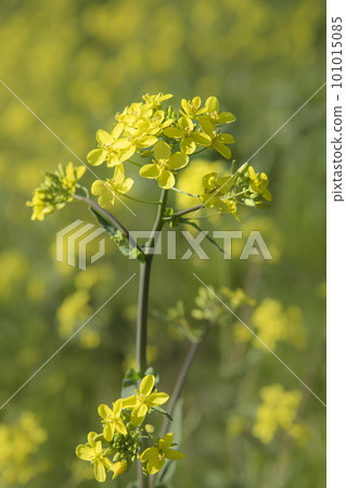 充滿春天的菜花 101015085