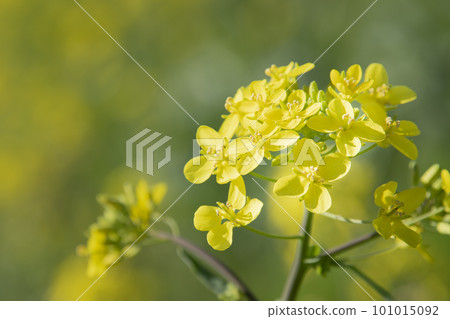 充滿春天的菜花 充滿春天的菜花 101015092