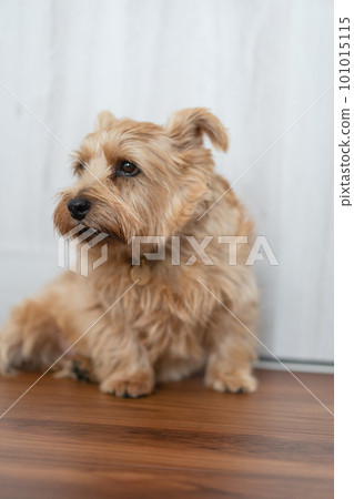 norfolk terrier sitting on the floor norfolk terrier sitting on the floor 101015115