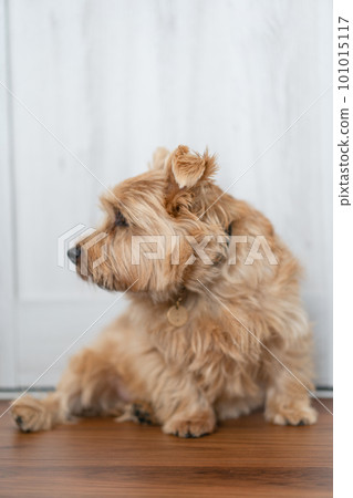 Norfolk Terrier sitting on the floor and looking to the side Norfolk Terrier sitting on the floor and looking to the side 101015117