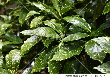 被雨淋濕的葉子(aucuba japonica / 有水滴) 被雨淋濕的葉子(aucuba japonica / 有水滴) 101015142