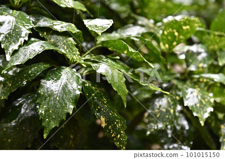 Leaves wet with rain (aucuba japonica / with water droplets) Leaves wet with rain (aucuba japonica / with water droplets) 101015150