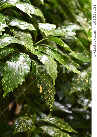 被雨淋濕的葉子(aucuba japonica / 有水滴) 被雨淋濕的葉子(aucuba japonica / 有水滴) 101015151
