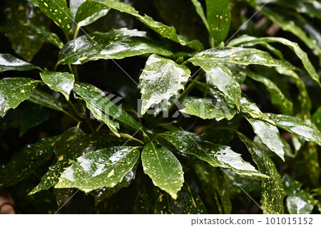 被雨淋濕的葉子（aucuba japonica / 有水滴） 101015152