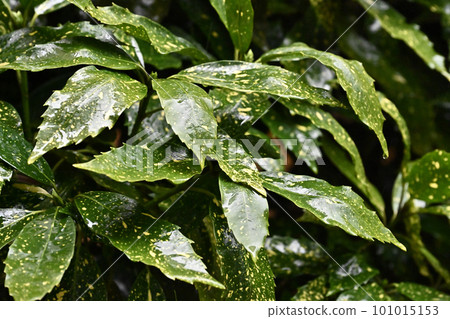 被雨淋濕的葉子（aucuba japonica / 有水滴） 101015153