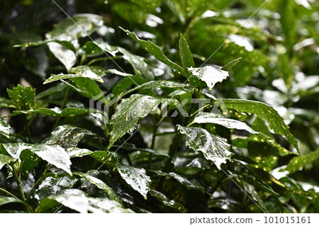 被雨淋濕的葉子(aucuba japonica / 有水滴) 被雨淋濕的葉子(aucuba japonica / 有水滴) 101015161