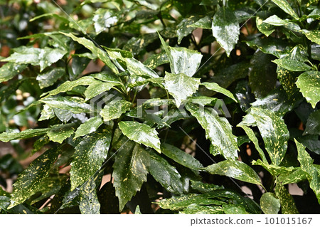 被雨淋濕的葉子（aucuba japonica / 有水滴） 101015167