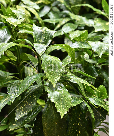 被雨淋濕的葉子（aucuba japonica / 有水滴） 101015168