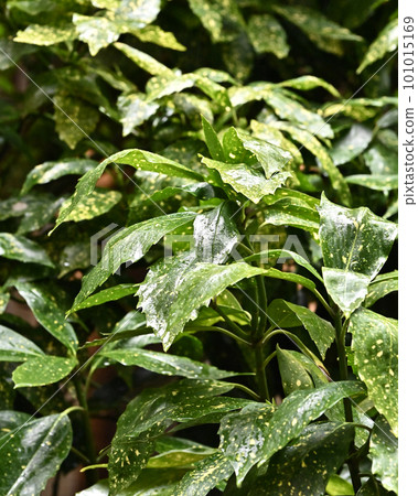被雨淋濕的葉子（aucuba japonica / 有水滴） 101015169