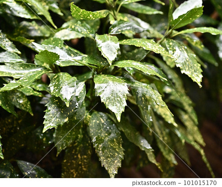 被雨淋濕的葉子（aucuba japonica / 有水滴） 101015170
