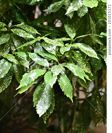 Leaves wet with rain (aucuba japonica / with water droplets) 101015171