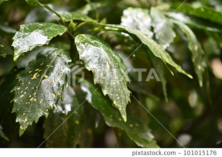 Leaves wet with rain (aucuba japonica / with water droplets) Leaves wet with rain (aucuba japonica / with water droplets) 101015176