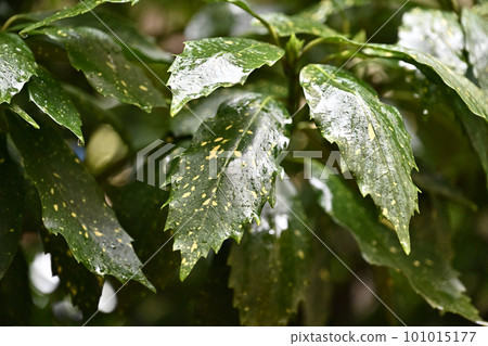 被雨淋濕的葉子（aucuba japonica / 有水滴） 101015177