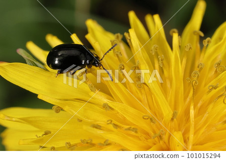 Creatures, insects, Rurimaru flea beetles, dandelion flowers. It seems to be hated by gardeners because it visits various flowers 101015294