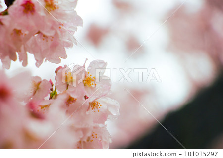 Cherry blossoms in the rain 101015297
