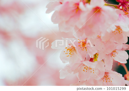 Fluffy cherry blossoms 101015299
