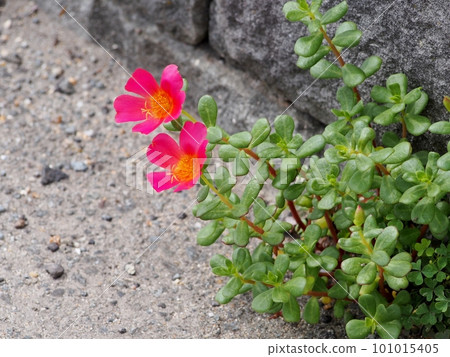 Portulaca 101015405