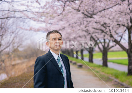 A man in a suit walking along a row of cherry blossom trees A man in a suit walking along a row of cherry blossom trees 101015424