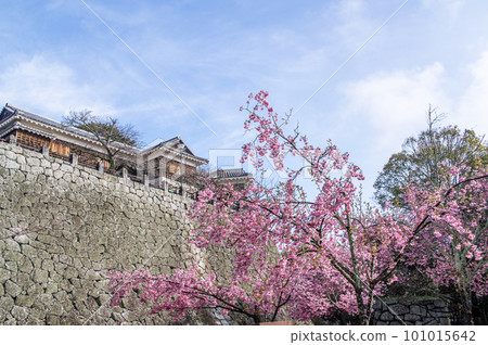 100 Great Castles: Matsuyama Castle stone walls and cherry blossoms, Ehime Prefecture 100 Great Castles: Matsuyama Castle stone walls and cherry blossoms, Ehime Prefecture 101015642