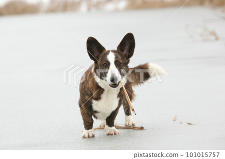 Amazing welsh corgi cardigan on frozen lake 101015757
