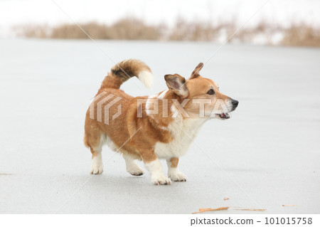 Amazing welsh corgi cardigan on frozen lake 101015758