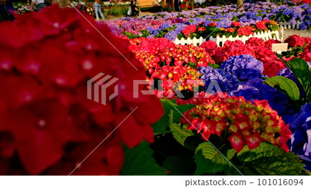 七彩繡球 101016094