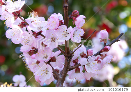 杏花 101016179