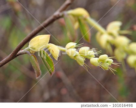 Hyuga mizuki 101016498