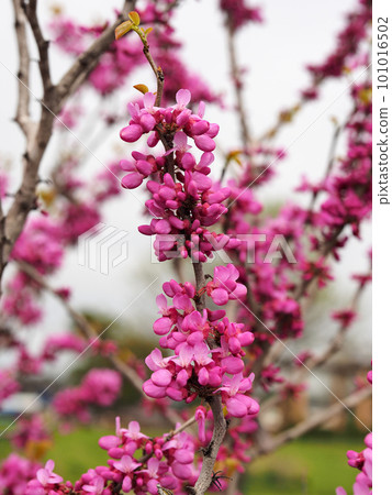 Hanazu Ow Hanazu Ow 101016502